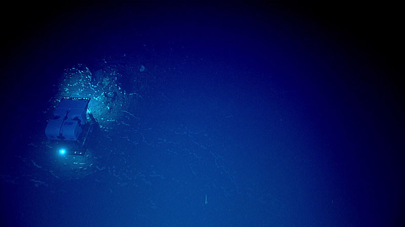 On Dive 07 of Windows to the Deep 2021, upon reaching the seafloor, we found that the most dominant group of organisms were hexactinellid (glass) sponges and demosponges, mostly white or off-white in color and arranged in interesting rows, as shown in this image of remotely operated vehicle Deep Discoverer traversing the seafloor.