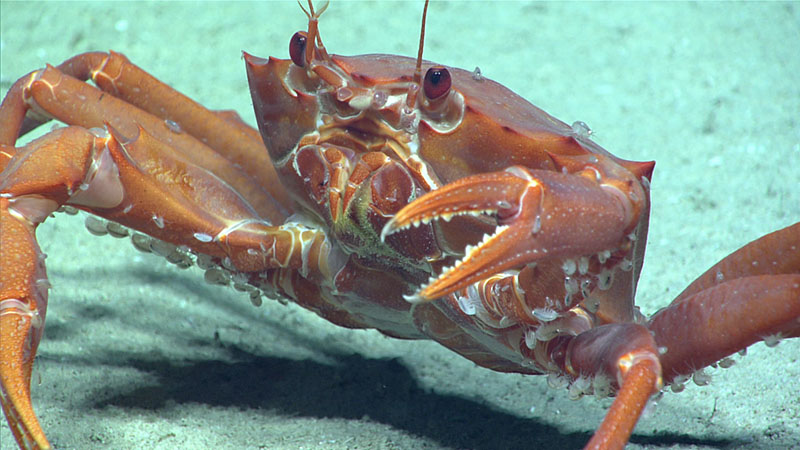 This red crab, Chaceon quinquedens, was seen at a depth of 1,154 meters (3,786 feet) during Dive 11 of Windows to the Deep 2021. Look closely and you can see that the crab is infested with small, white amphipods.