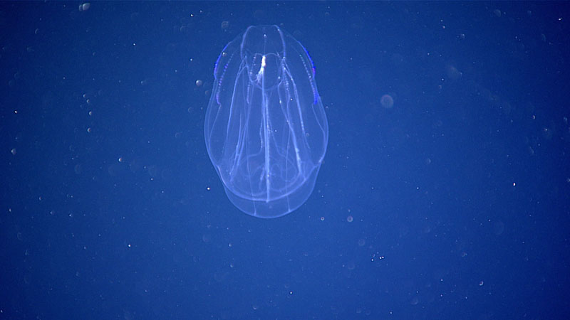 Dive 13 of Windows to the Deep 2021 was dedicated to exploring the water column. Unfortunately, the dive was cut short due to technical issues with remotely operated vehicle Deep Discoverer, but we were able to conduct exploratory transects at two depths. While exploring at a depth of 300 meters (984 feet), most of the organisms we observed were small. While light due proximity to the ocean surface made imaging animals somewhat difficult, we did encounter a diverse set of organisms, such as this lobate ctenophore or comb jelly. We also saw a variety of other animals at this depth, including siphonophores, foraminiferans, jellyfish, larval fish, copepods, and more.