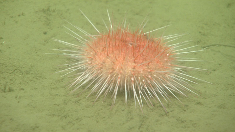 This small urchin was observed resting on the muddy seafloor at a depth of 560 meters (1,837 feet) at Tillamook Flats during the first dive of the 2023 Shakedown + EXPRESS West Coast Exploration.
