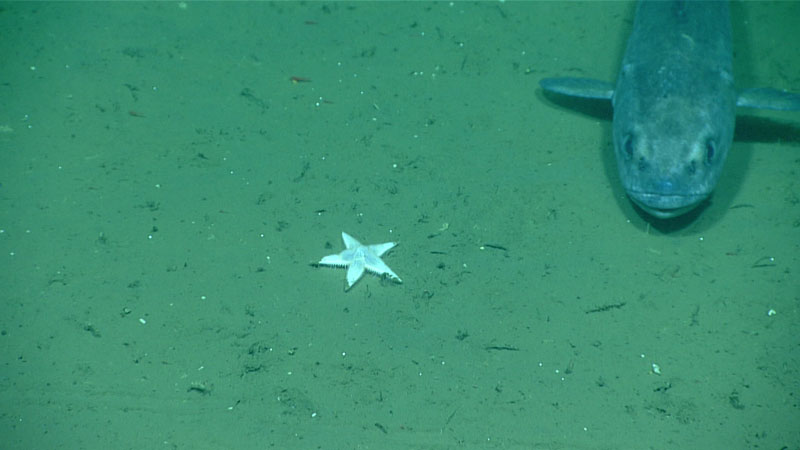 This sea star and sablefish, spotted at a depth of 968 meters (3,176 feet) during the second dive of the 2023 Shakedown + EXPRESS West Coast Exploration expedition, were some of the limited marine life observed during the dive, which was a shakedown dive focused on engineering objectives related to the remotely operated vehicles.