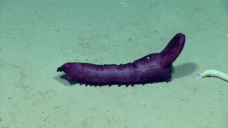 Throughout Dive 03 of the 2023 Shakedown + EXPRESS West Coast Exploration expedition, holothurians, or sea cucumbers, were frequently spotted on the seafloor or swimming through the water column. This sea cucumber in the order Elasipodida was observed at a depth of 3,591 meters (2.46 miles).