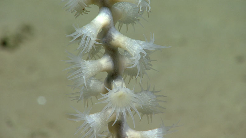 A beautiful shot of a zoanthid colony seen at a depth of 3,952 meters (2.46 miles) during Dive 03 of the 2023 Shakedown + EXPRESS West Coast Exploration expedition. A portion of this animal was collected as the first sample of the expedition.
