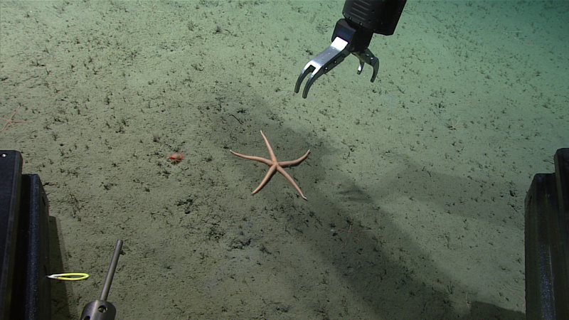 This sea star was collected from a depth of 2,318 meters (7,605 feet) during Dive 04 of the 2023 Shakedown + EXPRESS West Coast Exploration expedition.