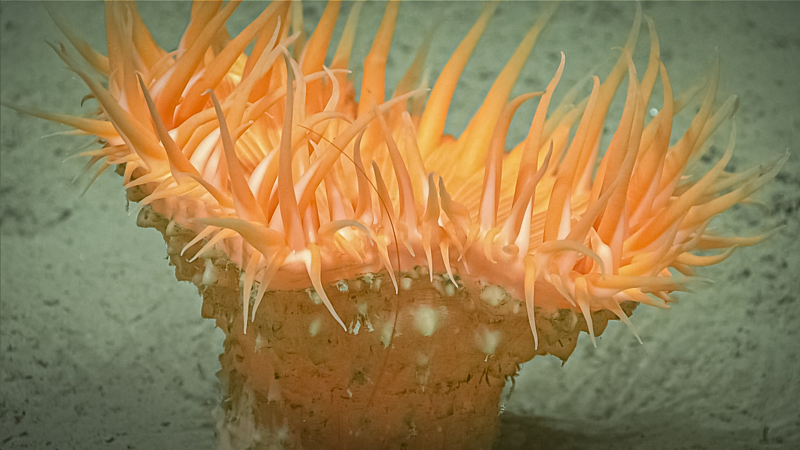 This vibrantly colored anemone was observed resting on the muddy seafloor at a depth of 1,814 meters (5,951 feet) during the fifth dive of the 2023 Shakedown + EXPRESS West Coast Exploration expedition.