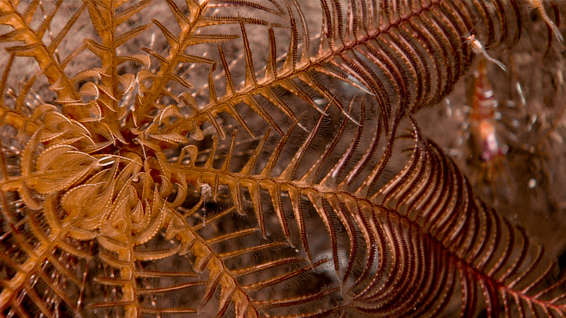 A close look at a beautiful crinoid observed at a depth of 1,013 meters (3,323 feet) during the eighth dive of the 2023 Shakedown + EXPRESS West Coast Exploration expedition.