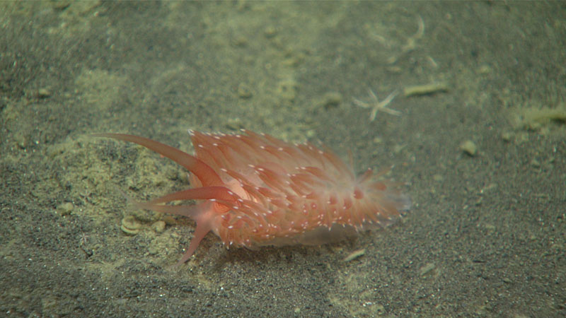 Aeolid nudibranchs are rarely seen in the deep ocean, yet during the final dive of the Seascape Alaska 3 expedition, we saw two different species – this orange one, observed at a depth of 1,475 meters (4,840 feet), was very visible, while a smaller white nudibranch was seen nestled in a bush of hydroids.