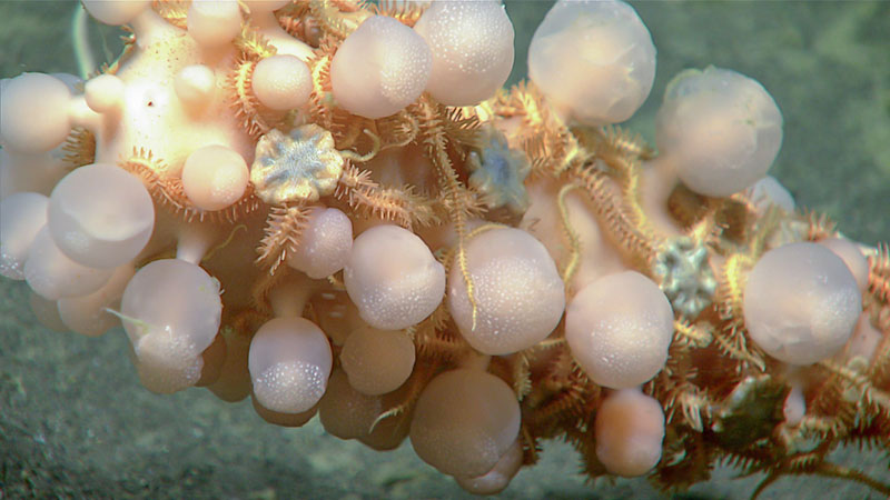A carnivorous “ping pong sponge” sponge  (Chondrocladia sp. cladorhizidae) covered in brittle stars (genus Ophiacantha). Observed during Dive 08 of the Seascape Alaska 3 expedition at a depth of 1,475 meters (4,840 feet), the team collected this sponge for further analysis and during collection, we were able to get a good look at the intensive “root” structure of these sponges.
